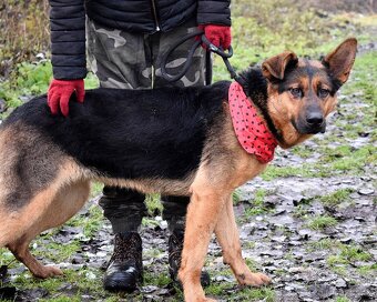 FIBI K ADOPCI - HODNÉ ZLATÍČKO, ZASLOUŽÍ SI MILUJÍCÍ RODINU - 3