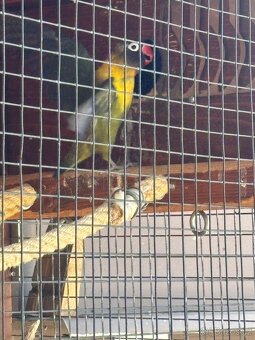 Agapornis samice - 3