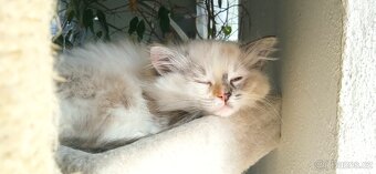 Ragdoll koťátka - 3