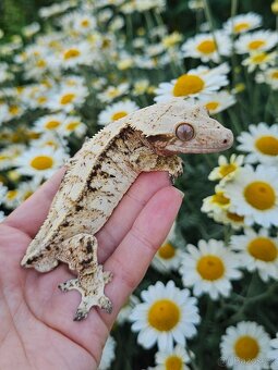 Pagekon řasnatý / ciliatus - 3