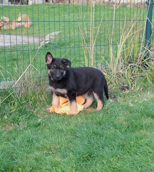 Štěňata Německý ovčák s PP - 3