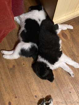 štěňata border kolie - 3