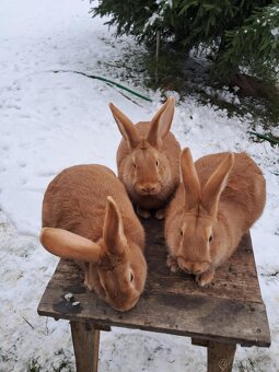 Burgundský králík - 3