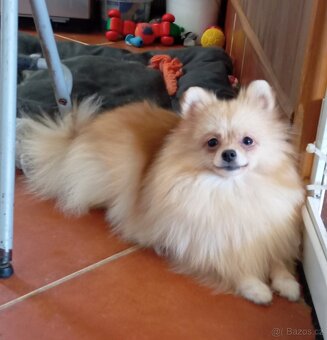 Pomeranian, krémová fenečka bez pp. - 3