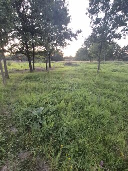 Pronajem pole pro kone scot ,ne prodej - 3