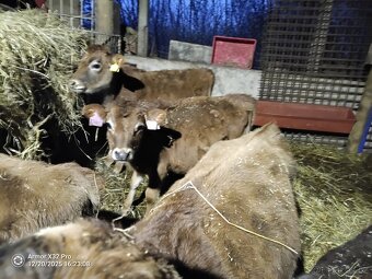 Prodám býčky Jersey staří 5 měsíců - 3