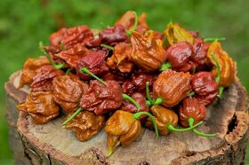 Chilli semena | Chilli papričky | Chilli semínka - 3