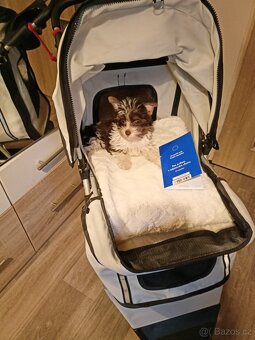 Jorkšírský teriér s PP míní - 3