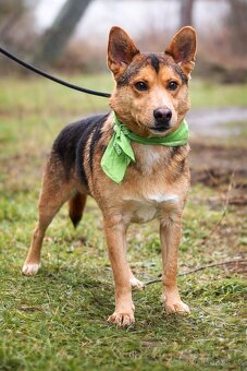 Dandy hledá domov - 3