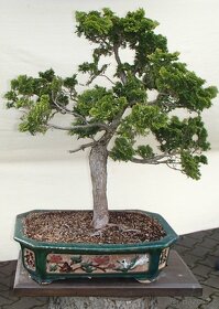 Prodám bonsai - 3