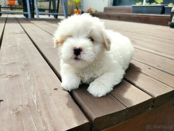 Coton de tulear s PP - 3