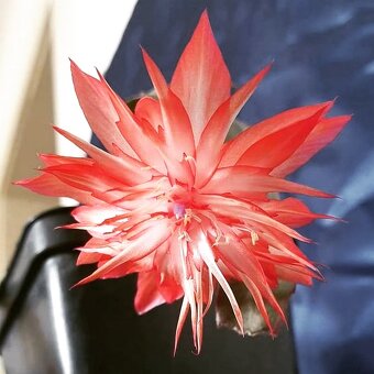 Schlumbergera - zbierkové raritné kultivary - 3