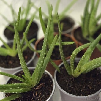 Aloe Vera sadičky - 3
