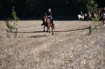 Pronájem pony kobylky 140cm - 3