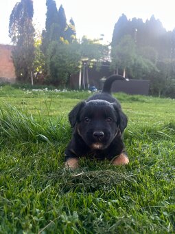 Fenka labradora se špicem - 3