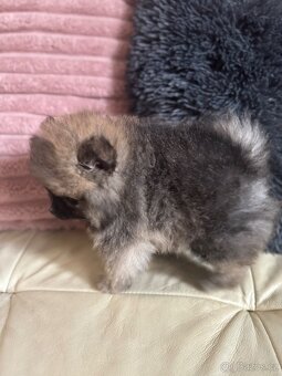 Pomeranian - 3