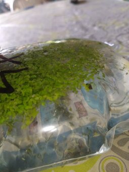 Akvarijní rostliny - 3
