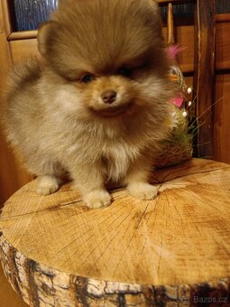 Pomeranian, PP - 3