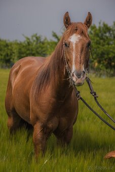 4letý American QH - 3