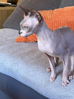 Kanadský sphynx - 3