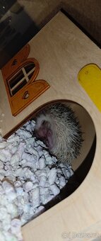 Bělobřichý ježek - 3