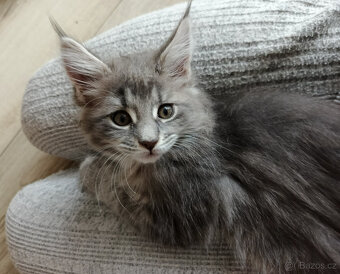 Mainská mývalí koťátka. - 3