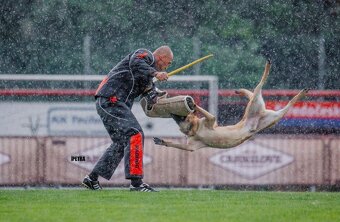Belgický ovčák malinois - 3
