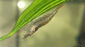 Kreveta Caridina Multidentata (Amano, Japonica) - 3