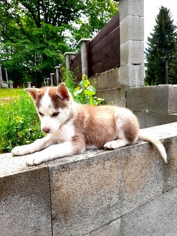 Sibirsky husky - 3