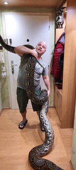 Krajta Mřížkovaná - 3