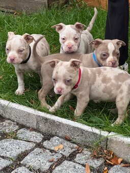 Štěňátka American Bully - 3