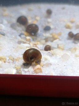 Akvarijní šneci - Okružák Kanadský hnědý (Leopard) - 3