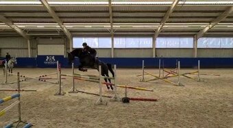 Charakterní hřebec - 3