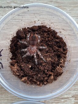 Sklípkani: Acanthoscurria, Brachypelmy, Lasiodora, Nhandu - - 3