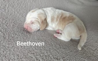 BASSET HOUND - 3