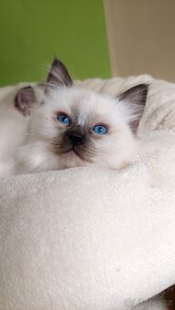 Ragdoll koťátko holčička k REZERVACI - 3