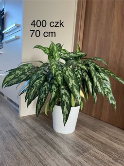 Pokojové rostliny - 3