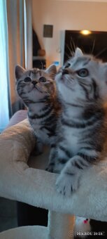 Britská koťata Whiskas - 3