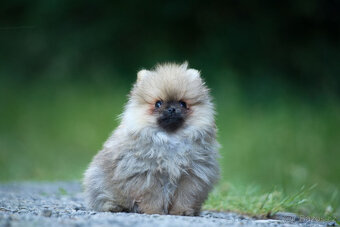 Mini Pomeranian s PP - 3