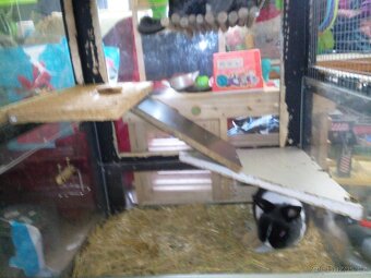 Daruji cincilu a zakrslého kralika - 3