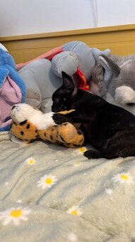 Francouzský buldoček - 3