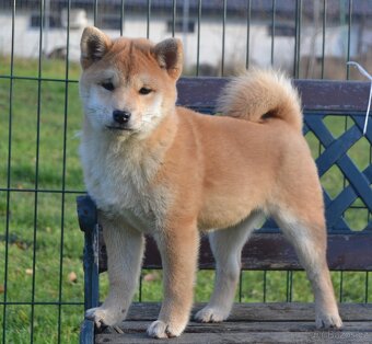 Shiba inu s PP - 3