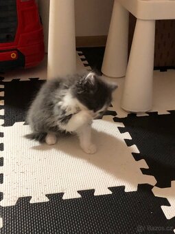 Britský dlouhosrstý kocourek po rodičích s Pp (britská) - 3