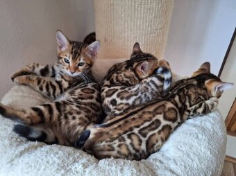 Bengálská kočka s PP - 3
