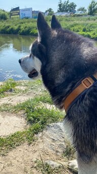 Aljašský malamut bez PP - 3