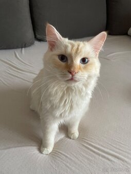 Krytí kocourkem Ragdoll Red Mitted bez PP - 3