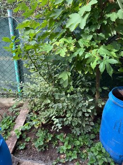 Stromky JAVOR kapadocký 'Aureum' - 3