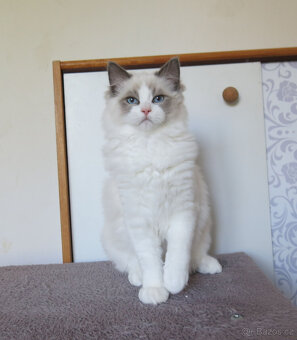 Ragdoll kocourci s průkazem původu - 3