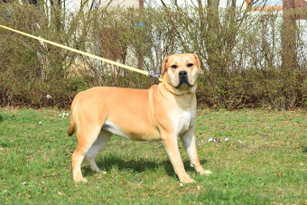 boerboel ballotada - fena 11 měsíců - 3