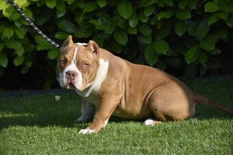 American bully s PP - 3